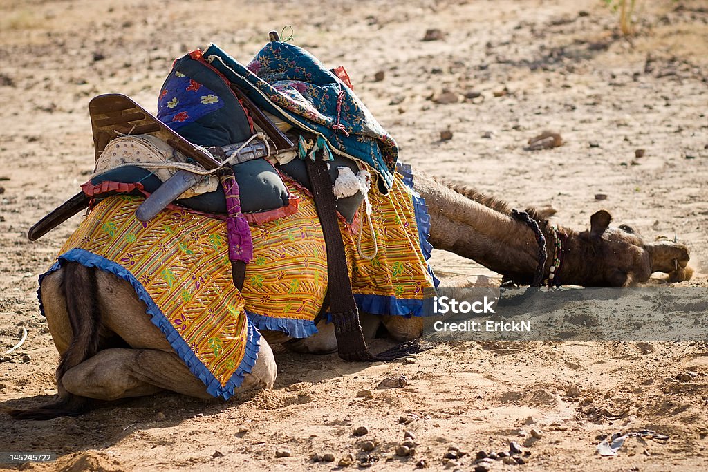 Camellos en el desierto de Thar - Foto de stock de Aire libre libre de derechos