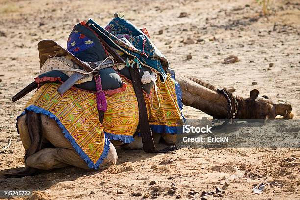 Camellos En El Desierto De Thar Foto de stock y más banco de imágenes de Aire libre - Aire libre, Animal, Animal macho