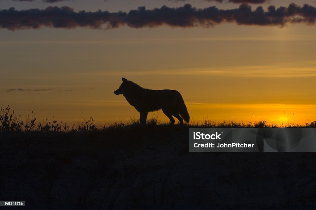 Sagoma di Coyote - Foto stock royalty-free di Coyote