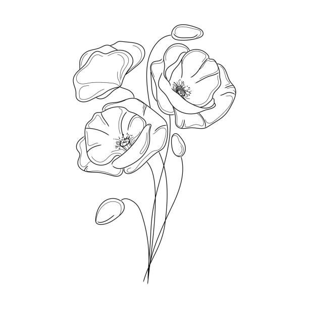 Web Poppies flowers line art vector illustration.Three poppy flowers bouquet on white background.Black and white botanical sketch. oriental poppy stock illustrations