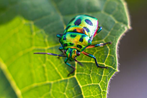 istock Closeup of a Lychee Shield-backed Jewel Bug on a green leaf 1452457848
