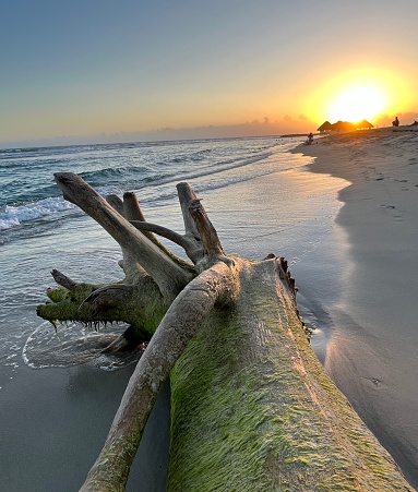 Sunrise on Driftwood Beach in Jekyll Island, Georgia. Often described as one of the most beautiful beaches in the world, Driftwood Beach is littered with fallen trees which gather by the surf as erosion takes place on Jekyll Island.