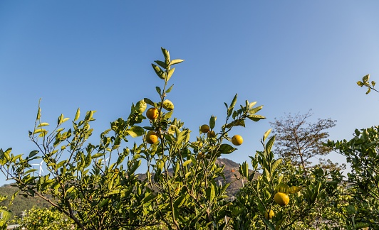 A closeup of a lemon tree against a blue sky in a garden