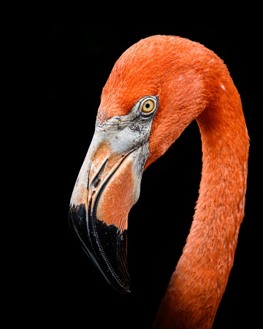 A vertical portrait of a flamingo against a black background