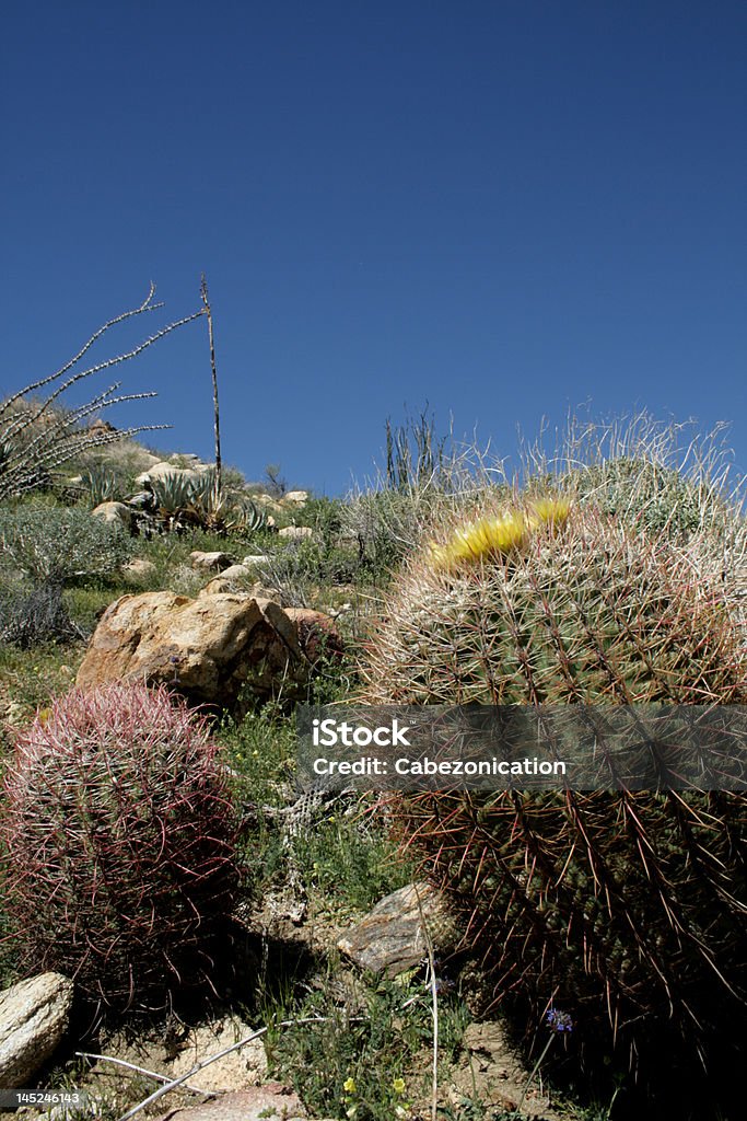 Borrego - Photo de Cactus libre de droits