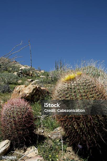 Borrego - Fotografias de stock e mais imagens de Ao Ar Livre - Ao Ar Livre, Califórnia, Cato