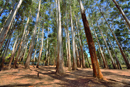 Rows of eucalyptus trees near kundala lake in munnar.