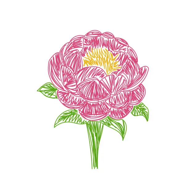 Vector illustration of Peony flower. Hand drawn floral vector illustration. Pen or marker sketch. Hand drawn design print. Natural pencil drawing