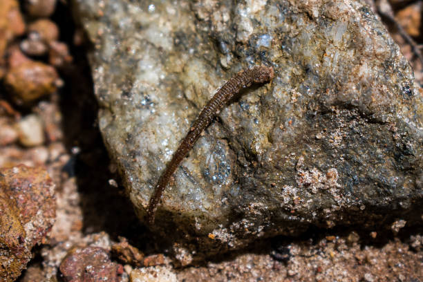 istock Closeup shot of Leech(A Blood-sucking worm)moving on the stone, 1452463150