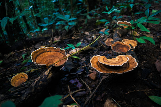 istock Turkey tail (Coriolus versicolor) is a mushroom. It contains polysaccharide peptide (PSP) and polyspaccharide krestin (PSK), which are used as medicine. 1452463689