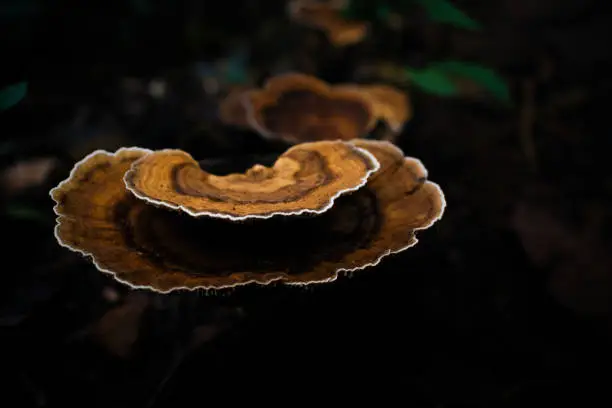 Photo of Turkey tail (Coriolus versicolor) is a mushroom. It contains polysaccharide peptide (PSP) and polyspaccharide krestin (PSK), which are used as medicine.