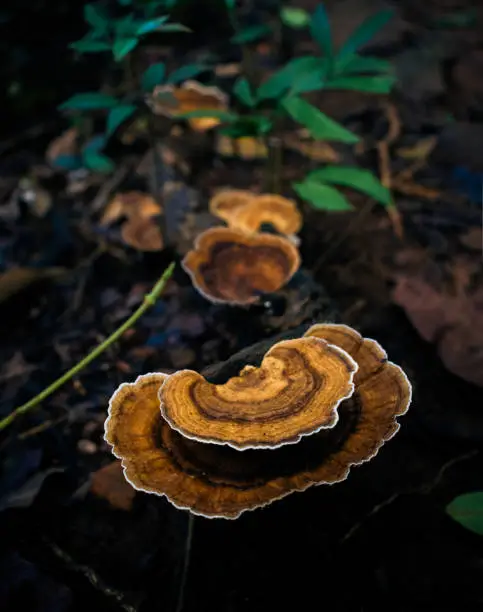 Photo of Turkey tail (Coriolus versicolor) is a mushroom. It contains polysaccharide peptide (PSP) and polyspaccharide krestin (PSK), which are used as medicine.