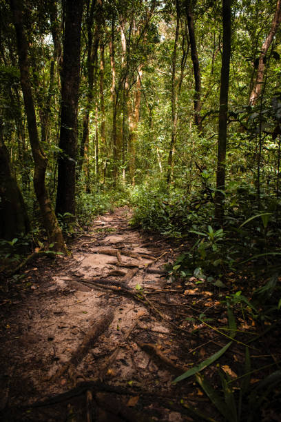 istock Green Indian rainforest trees with curved pathway. 1452463887