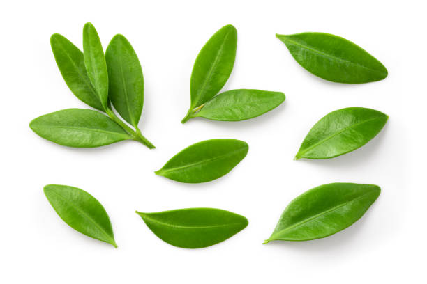 istock Blueberry leaf isolated. Blueberries top view. Blueberry leaves flat lay on white background. 1452463939