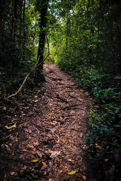 istock Green Indian rainforest trees with curved pathway. 1452463994