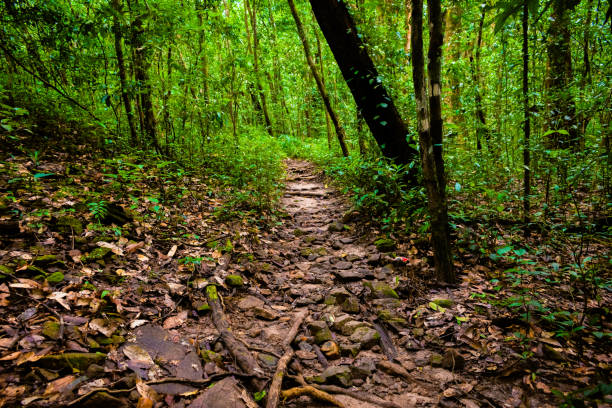 istock Walkway passing through beautiful Indian rainforest, wallpaper for print usage. 1452464233