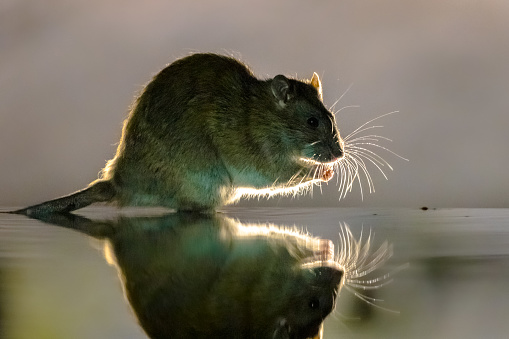 Brown rat (Rattus norvegicus) walking through water at night. Netherlands. Wildlife in nature of Europe.
