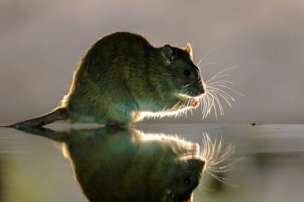 Rato marrom na escuridão andando na água - foto de acervo