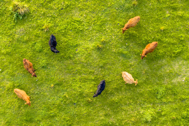 Cattle seen from above stock photo