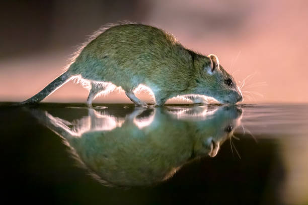 istock Brown rat in darkness walking in water 1452465372