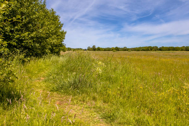 istock Walking track in green grassland river valley 1452465459