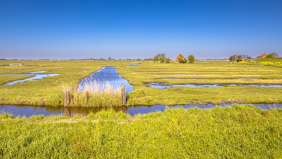 Dutch Countryside scene with green grass clear sky and canals and ditches with water.
