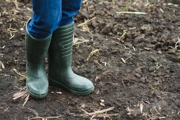 istock Dirty farmer's rubber boots walking on the field. 1452466073