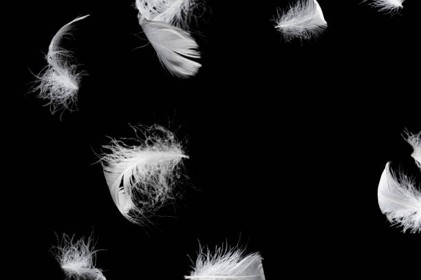 istock White feather isolated on a black background. 1452466750