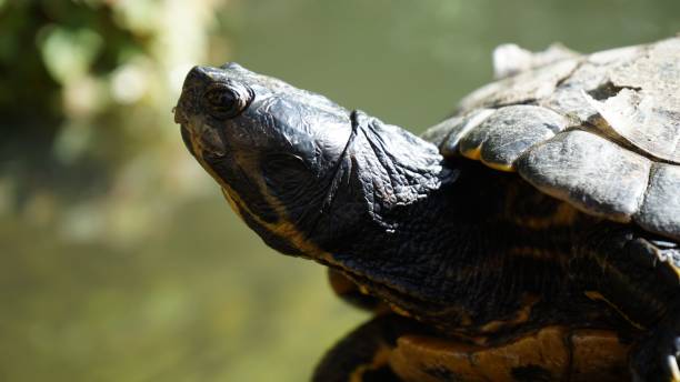 istock Side portrait of a turtle 1452467306