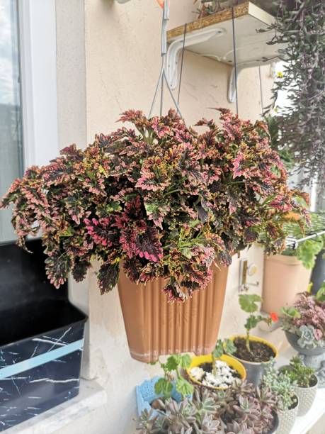 istock Balcony plants, summer time, beautiful different colored flowers, Hydrangea, dhalia, Transvaal daisy 1452468668