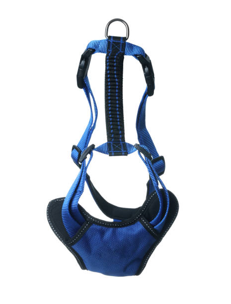 istock Blue dog harness isolated on white. Pet accessory 1452468881
