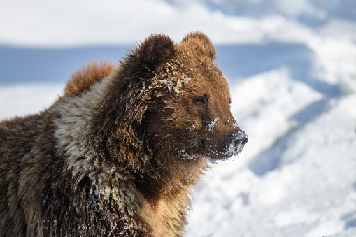 Close-up brown bear in winter forest. Danger animal in nature habitat. Big mammal. Wildlife scene