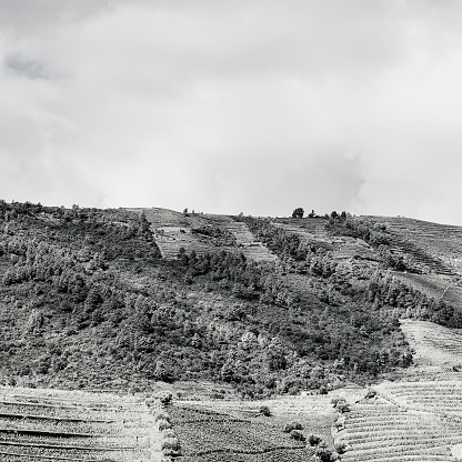 Travel in River Douro region in Portugal among vineyards and olive groves. Viticulture in the Portuguese villages. Black and white photo.