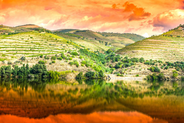 Travel in River Douro region in Portugal among vineyards and olive groves. Viticulture in the Portuguese villages at sunrise