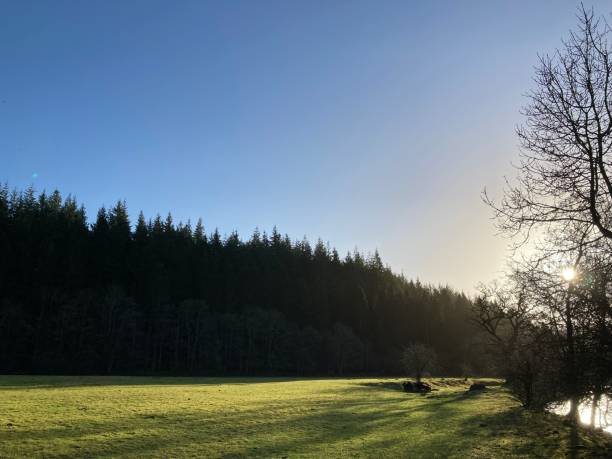 riverside meadow in bright winter sunshine surrounded by coniferous woodland - winter farm vibrant color shadow imagens e fotografias de stock