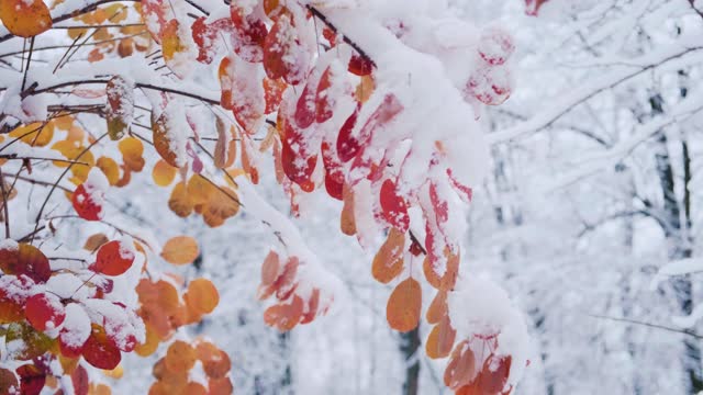 Aspen tree branch with red leaves covered with the first snow. Populus tremula commonly called aspen