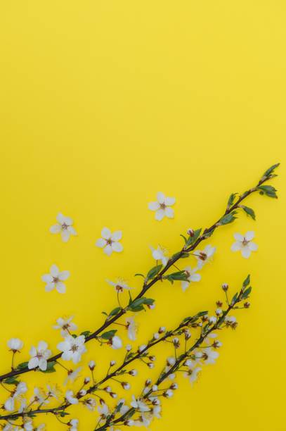 istock Spring cherry blossom, toned, springtime blossoming flower background, pastel and soft floral card 1452471996