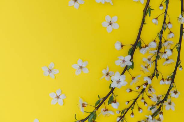 istock Cherry tree blossom. April floral nature and spring sakura blossom on colored background. Banner for 8 march, Happy Easter with place for text. Springtime concept. Top view. Flat lay 1452472003