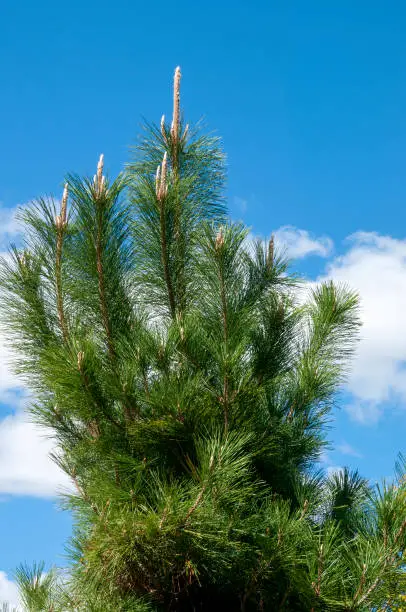 Photo of Canopy of a Japanese pine against blue sky