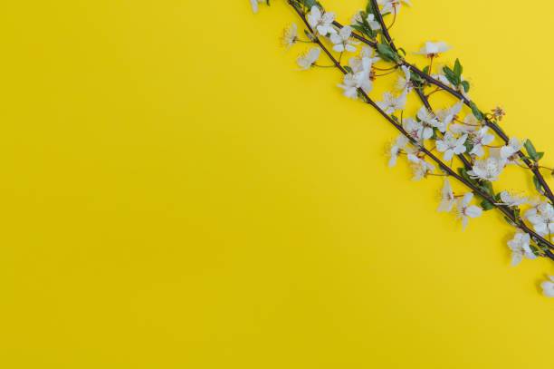 istock Apricot blossom spring background. Porizontal banner. 1452472080