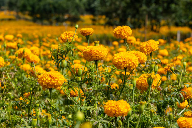 Marigolds Flower stock photo