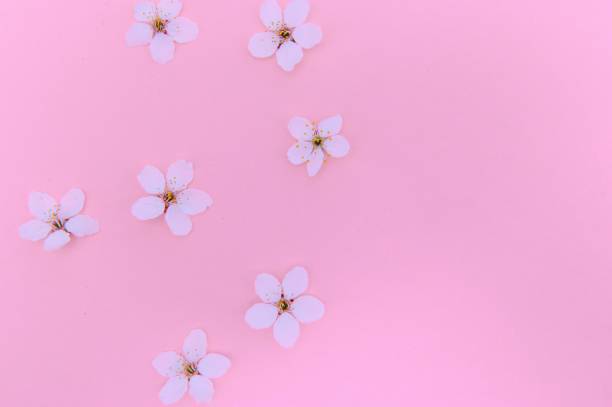 istock Spring cherry blossom, toned, springtime blossoming flower background, pastel and soft floral card 1452472372