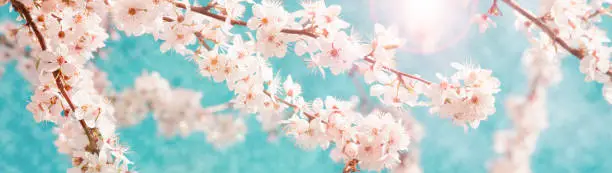 Photo of Springtime background. Blossoming cherry branches. Morning outdoors from low angle view. Web banner.