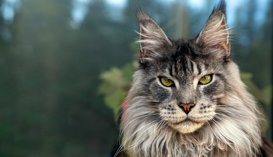 Retrato de un hermoso gato serio de Maine Coon. Cuidado de mascotas. photo