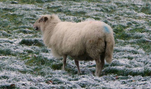 istock Not sure if this sheep likes snow.... 1452474612