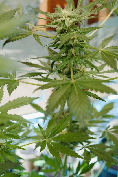 istock Marijuana leaves, cannabis, beautiful background, indoor cultivation. 1452475660