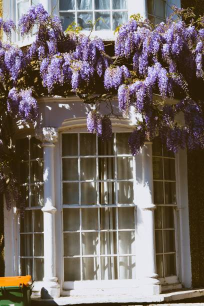 istock Window surrounded by blooming Wisteria 1452476468