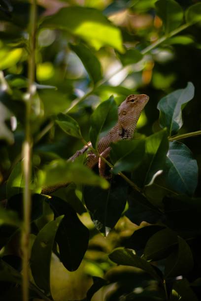 istock Vertical shot of a Bearded dragon lizard (Pogona) resting on a tree with green leaves 1452477235