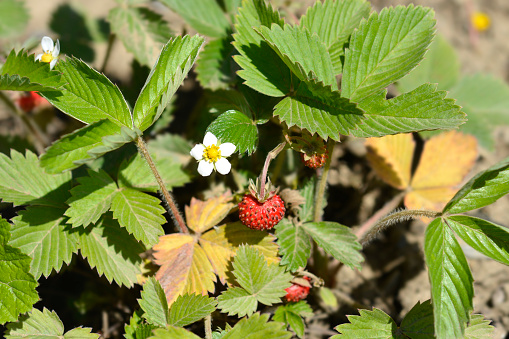Wild strawberry flowers and fruit - Latin name - Fragaria vesca