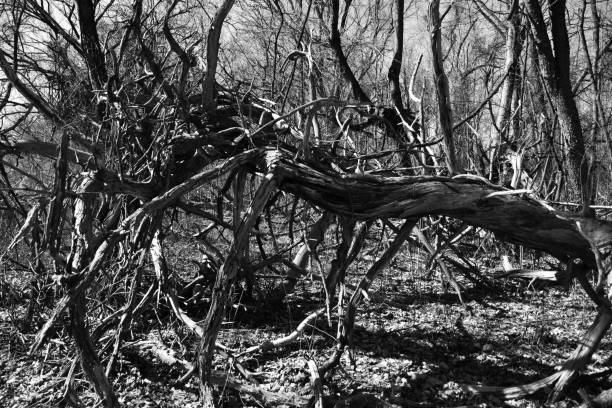 istock Monochrome shot of a broken tree in a forest 1452478407
